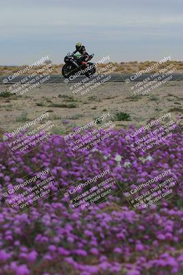 media/Jan-14-2023-SoCal Trackdays (Sat) [[497694156f]]/Turn 14 Exit Bloomig (145pm)/